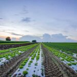 farmer-not-getting-fertilizer