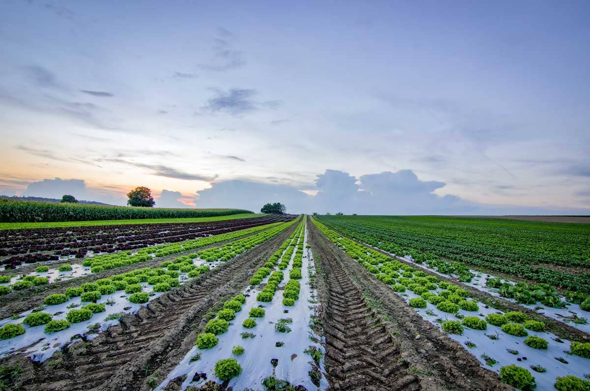 farmer-not-getting-fertilizer