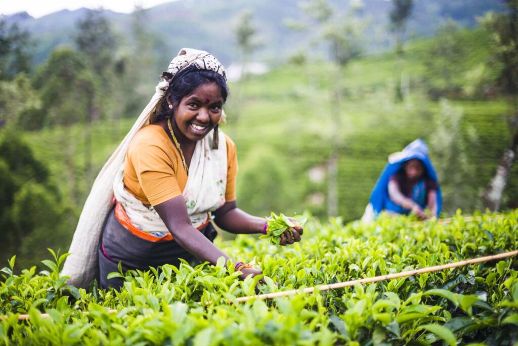 Tea picker in a tea plantation in the 'tea country' of Sri Lanka, Asia, by documentary travel photographer Matthew Williams-Ellis