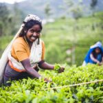 Tea picker in a tea plantation in the 'tea country' of Sri Lanka, Asia, by documentary travel photographer Matthew Williams-Ellis