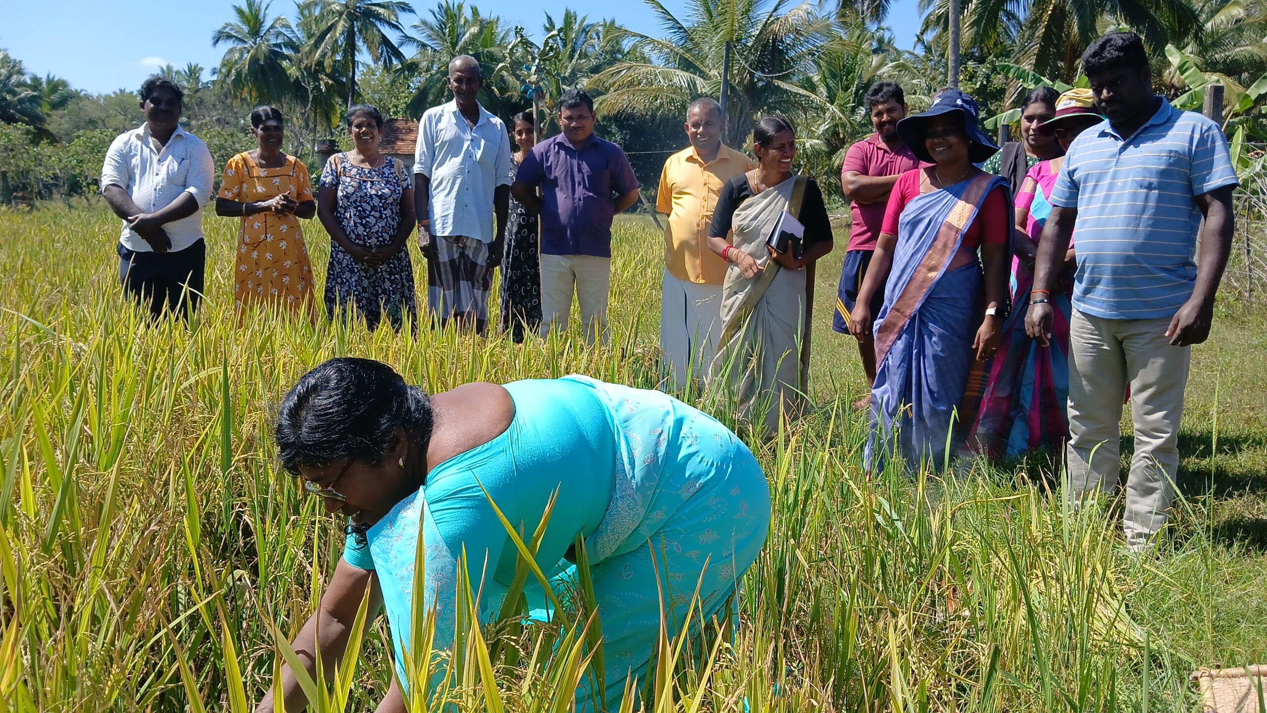 கிளிநொச்சி தர்மபுரம் பகுதியில் சிறப்பாக  நடைபெற்ற வயல்விழா 